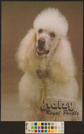 Maizy : royal poodle 