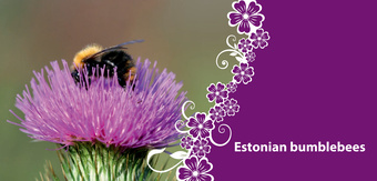 Estonian bumblebees
