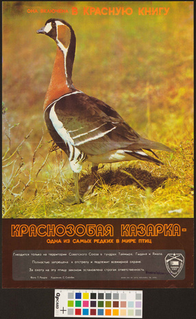 Краснозобая казарка - одна из самых редких в мире птиц