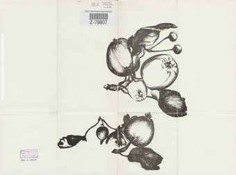 Malle Leis : akvarell, serigraafia, juuli 1975 : näituse nimekiri