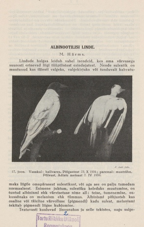 Albinootilisi linde