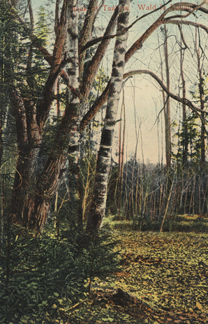 Maakoht Taabris : Wald in Livland